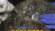 海龟身上附满藤壶，救援小姐姐帮忙清理，过程舒适放松 #藤壶清理  #动物救助 #海龟  #藤壶  #