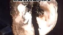 天寒地冻不清理牛蹄怎么行，牛蹄腐烂严重，修理师傅咬牙挨冻清理！ #解压  #清理牛蹄  #牛蹄 