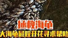 大海龟屁股开花寻求帮助，捕鱼小哥看了头皮发麻，愿海洋没有藤壶 #清理藤壶 #救援海龟 #密集恐惧症 