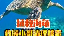 密集恐惧症福音，救援小哥帮海龟清理超多美味藤壶，看完极度舒适 #密集恐惧症  #藤虎清理  #美食 