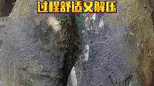 奶牛蹄子受伤严重，修理师傅耐心清理，过程舒适又解压 #修牛蹄  #动物救助  #解压视频  #修蹄 