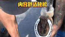 臭美马儿换新鞋，看修理师傅如何更换，内容舒适放松 #修马蹄  #马 #动物救助  #修蹄  
