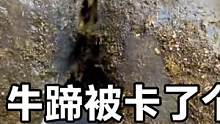 母牛产奶量下降，小牛差点没奶喝，原来蹄子被卡了个小石头