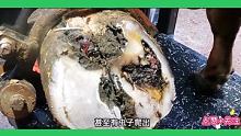 修理牛蹄过程解压 点赞关注一下 每天更新视频