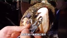 修理牛蹄过程解压 点赞关注一下 每天更新视频
