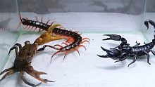 蝎子，蜈蚣，螃蟹大PK。
