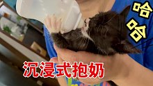 会自己抱奶瓶的小奶猫见过没？