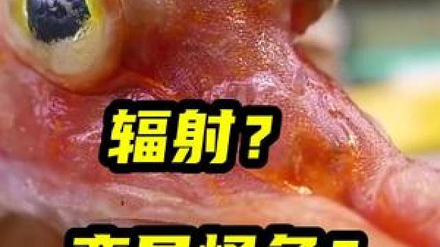 "核辐射怪鱼"居然是美食鱼种?来自粉丝疑问解答!