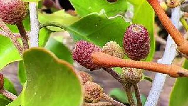 桑寄生,别名广寄生,桃树寄生等等,你见过吗?@西瓜视频