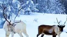 冬是慢入的，但冷是突然的，时间太瘦，指缝太宽，落叶不知秋去，一雪方知已冬。#驯鹿 #最美雪乡 #牧民