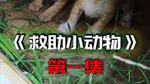  #流浪猫救助 帮助小猫拔出#寄生虫 