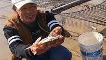 几百亩的养殖区赶海，100一斤的海货成群，抓到老板来了都不想走（上）