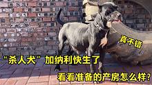 “杀人犬”加纳利预产期到了，主人给它精心准备的产房，看看咋样