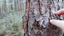 【户外助眠】抓挠敲击树木