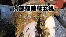 牛蹄表面腐蚀严重，内部却暗藏玄机！ #解压  #清理牛蹄  #牛蹄 