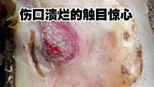 牛蹄内部发生病灶，伤口溃烂的触目惊心！看咱们的修理师傅如何处理！ #解压 #清理牛蹄 #牛蹄 