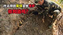 野外什么样裂缝有冬笋你知道吗？老师傅教你找对裂缝，一挖就有笋