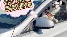 把狗狗锁车里假装离开，当主人渐行渐远，狗狗的反应看得人好心酸 #狗狗 #宠物狗 #哈士奇日常 #二哈