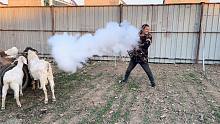 农民给小羊羔制作爆米花，对准大公羊开嘣，把羊吓的弹射起步