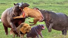 狮子与宽口河马相撞不幸身亡，狮子VS河马，野生动物攻击！