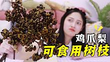 长得像花椒，吃着像梨的树枝！甜到齁的“鸡爪梨”能有多好吃？