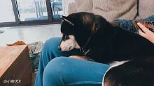 撸得太舒服，小柴犬X趴在铲屎官腿上，直打瞌睡