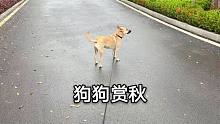宠物店被滞留的小猫咪，希望它们的冬天也能快快乐乐的