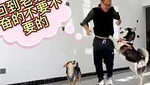 狗狗见主人给它“买了大别墅”，竟然开心的跟主人一起跳舞，真逗 #狗狗 #宠物狗 #哈士奇日常