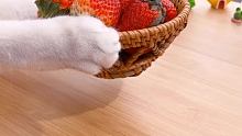 猫咪教你做：草莓炸弹！超萌超可爱！！ #会做饭的猫  #草莓  #宠物天团 