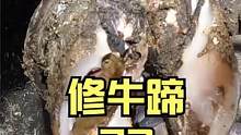牛蹄表面一个小洞，里面坏掉一大块 #修牛蹄  #治愈 #解压