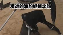 拯救动物：艰难的海豹抓捕之旅，上演了一场速度与激情！ #海豹 #拯救动物 #纪录片 