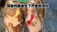 牛蹄由于长时间没做过清理，导致内部滋生溃烂严重！ #解压 #清理牛蹄 #牛蹄   