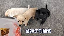 给狗子们加餐！