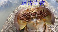阿平赶海遇到一只搁浅的中华鲎，据说它的生存历史比恐龙还要远久