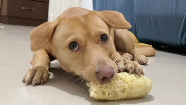 小狗子吃饭吧唧嘴可不礼貌哦