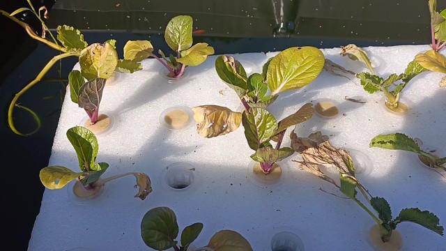 水上种菜第15天,成活率高达95%