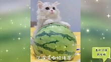 【活的不如猫系列】猫咪的生活不能比，越比越羡慕