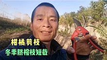 柑橘冬季剪枝，阿金主要采取短截，脐橙果园来年要结果