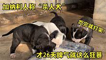 加纳利人称“杀人犬”，才26天脾气就这么狂暴，不愧为禁养犬！