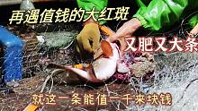 再次遇到这种值钱的红色石斑鱼，又肥又大条的，能值1000块钱以上