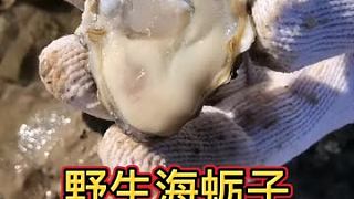 野生海蛎子口感真的很鲜甜，和大个头的不一样哦~！ 