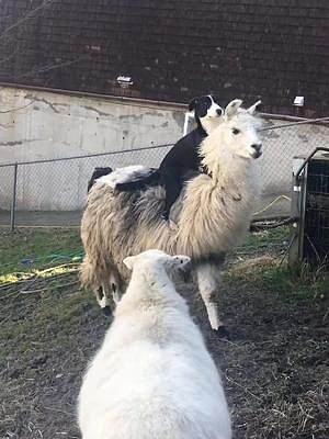 羊：幸好它喜欢腿长脖子长的！