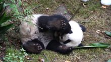 可爱熊猫宝宝，在线自娱自乐~