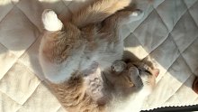 来瞧瞧小猫咪的八块腹肌