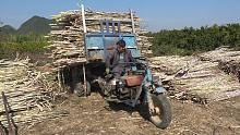 阿才开农用拖拉机拉甘蔗倒运，归堆好每吨35元，一车能赚到一百多