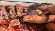上海超新鲜鱼店，完整杀鱼过程，每天平均卖50条