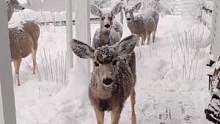 下了一晚的雪，找不到食物的小鹿早上全围在房子旁等待投喂！