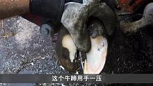 牛蹄被虫洞侵蚀腐烂，师傅发现病源立刻下刀，这才叫做药到病除#动物救助 #解压 #牛蹄 