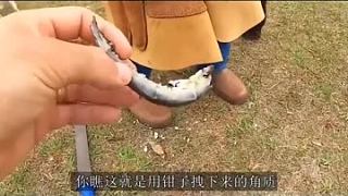 一匹漂亮的馬，它的蹄嚴(yán)重變形而且還開(kāi)裂了，看看師傅怎么處理