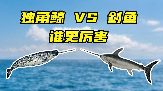 独角鲸的角,和剑鱼的剑,谁更厉害?